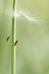 Dancer on a string