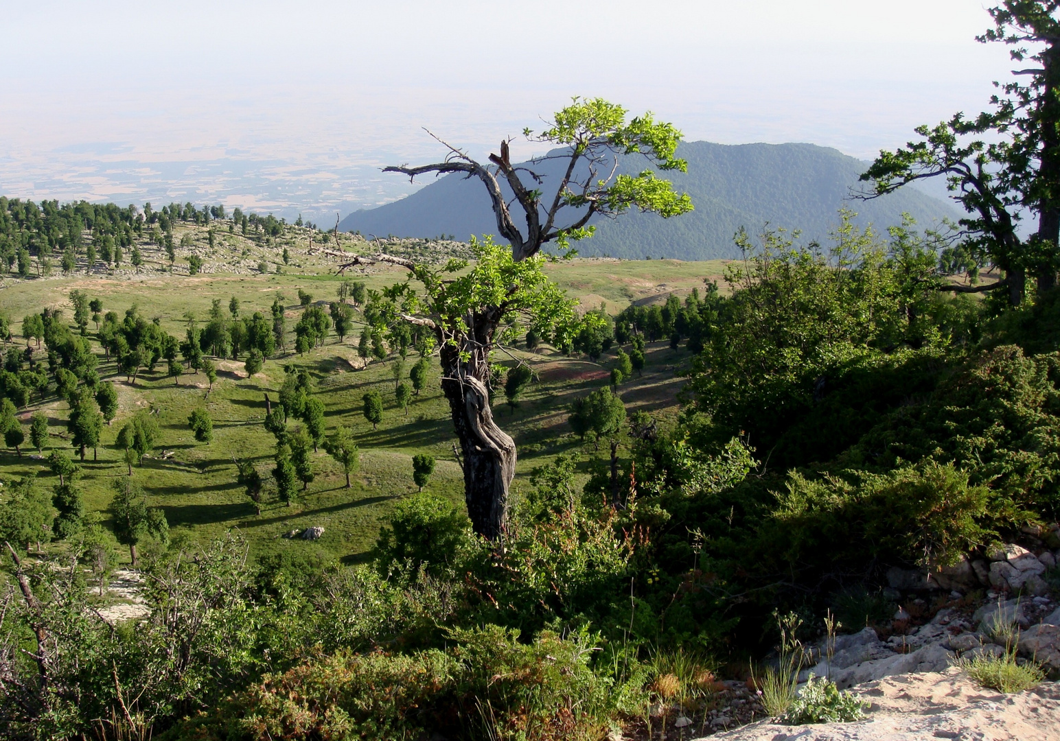 Dancer tree on top!