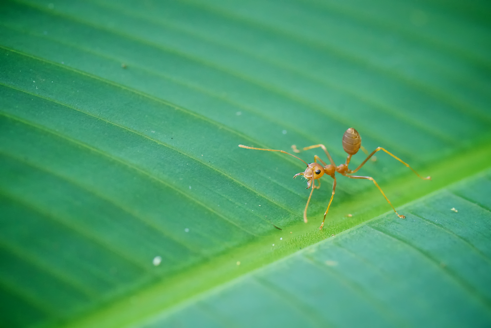 Dancing Ant