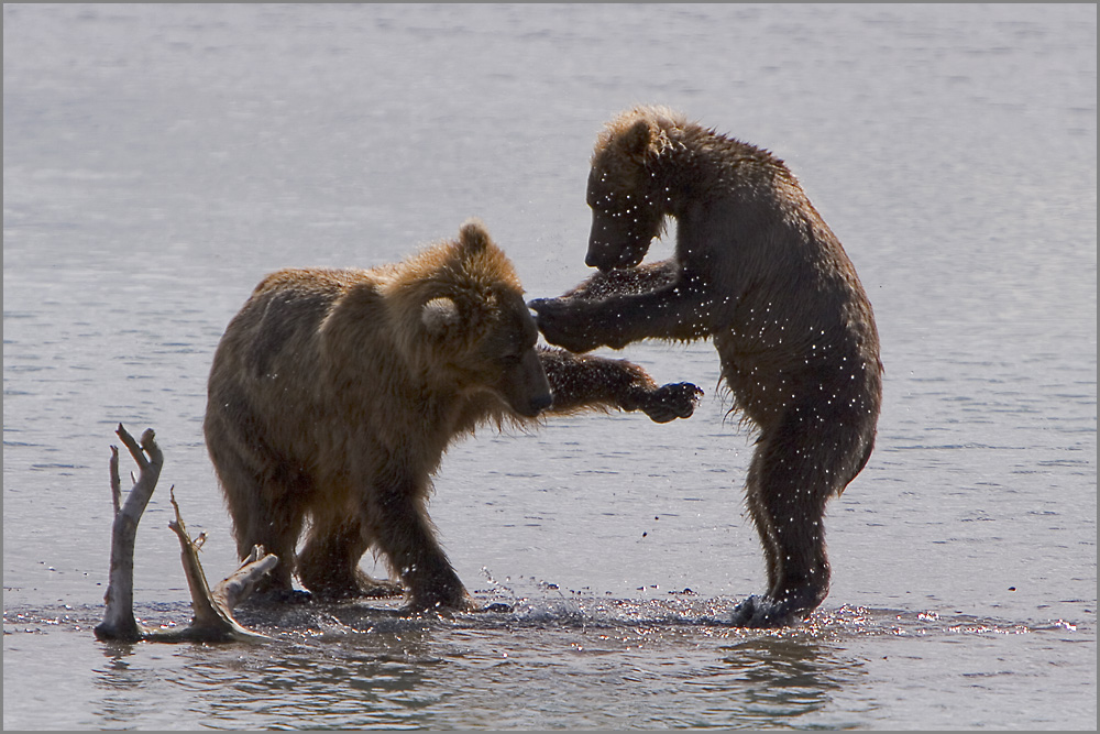 Dancing bears