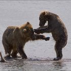 Dancing bears
