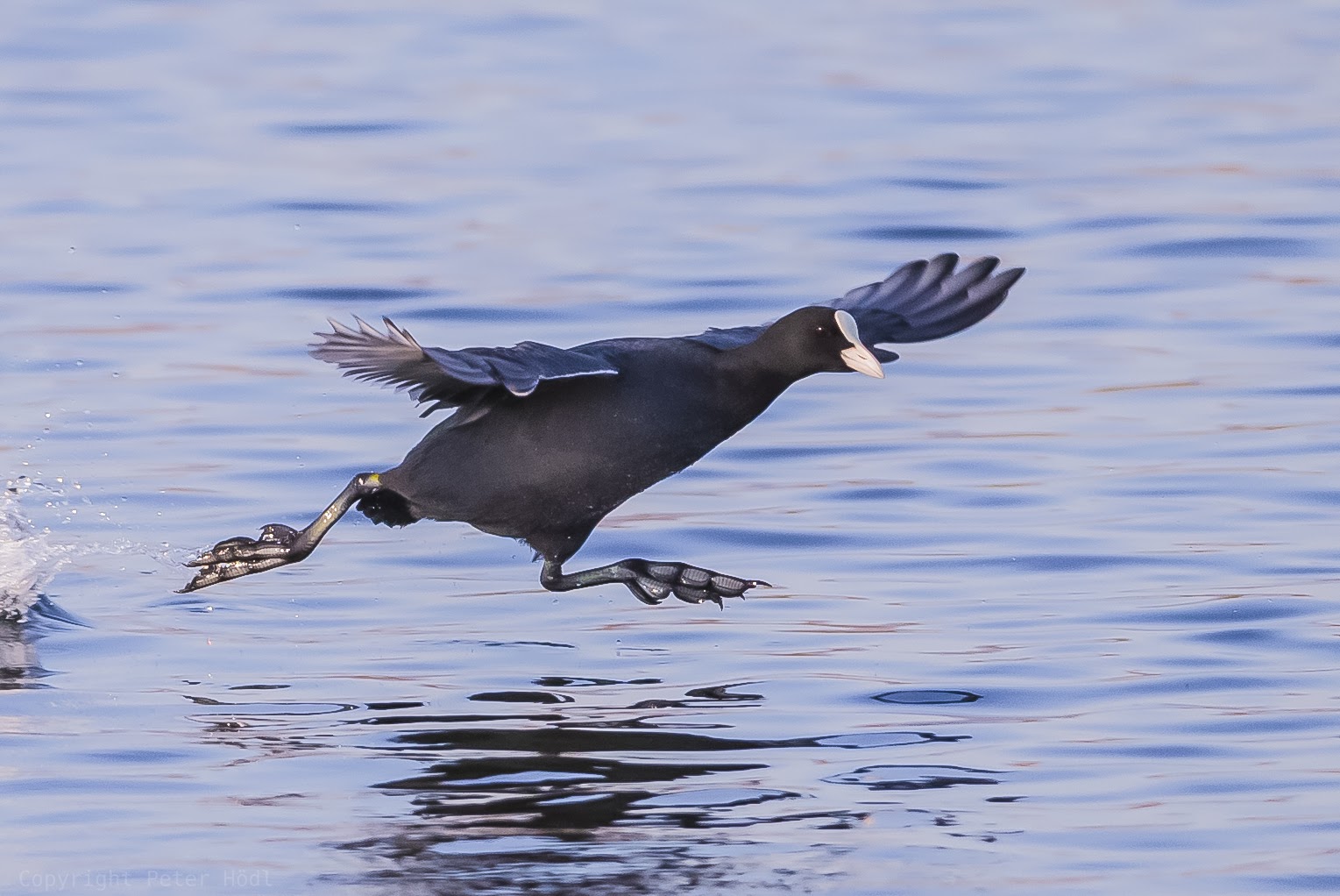 Dancing bird