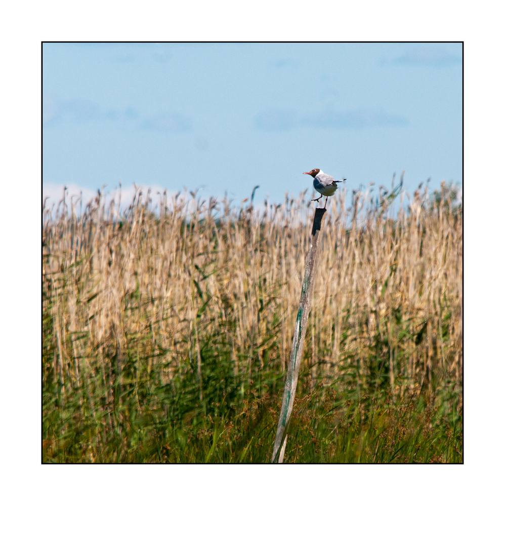 dancing bird