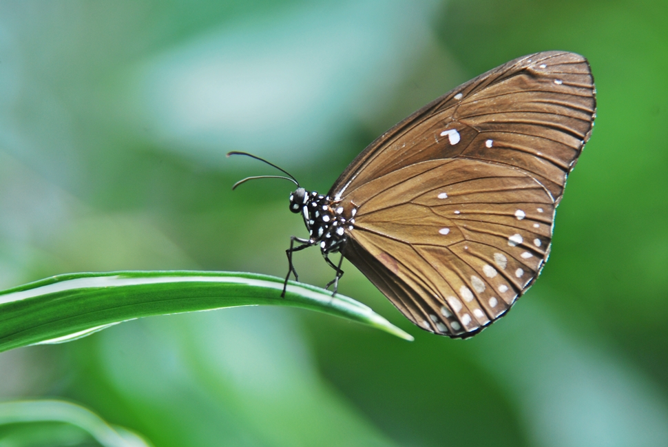 dancing butterfly