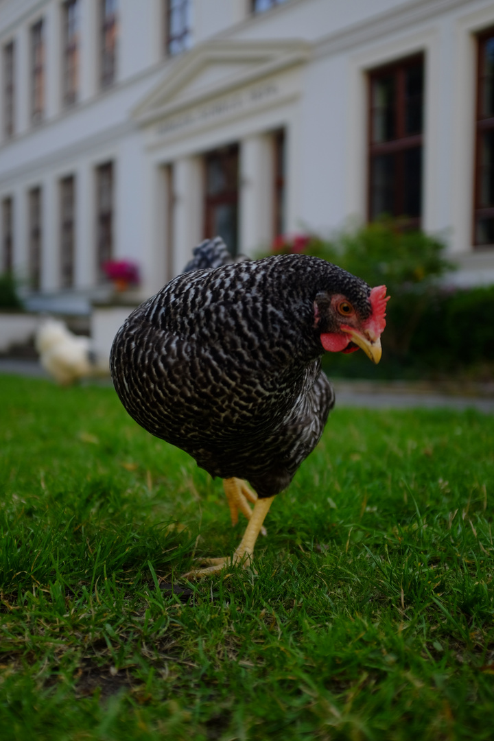 Dancing Chicken