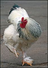 Dancing Chicken