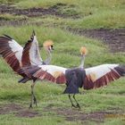 Dancing Cranes