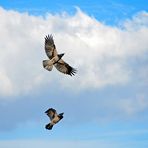 Dancing Crows