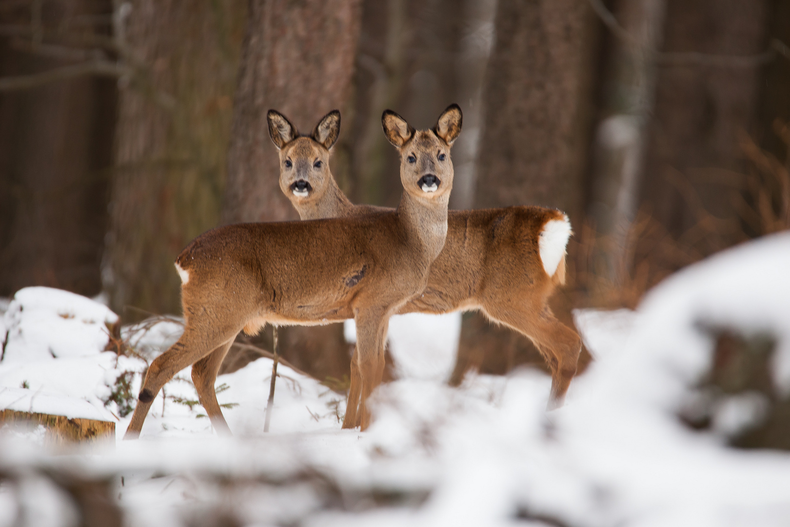 dancing deers