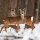 dancing deers