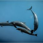 Dancing Dolphins Bea von Toni