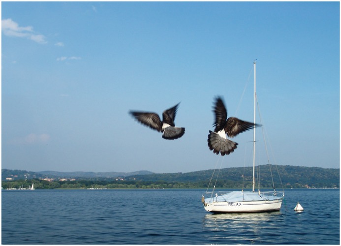 Dancing Doves from Lago Maggiore