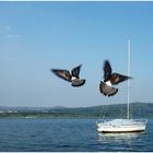 Dancing Doves from Lago Maggiore