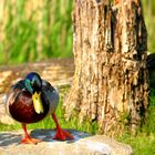 Dancing Duck