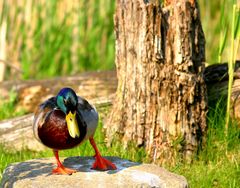 Dancing Duck