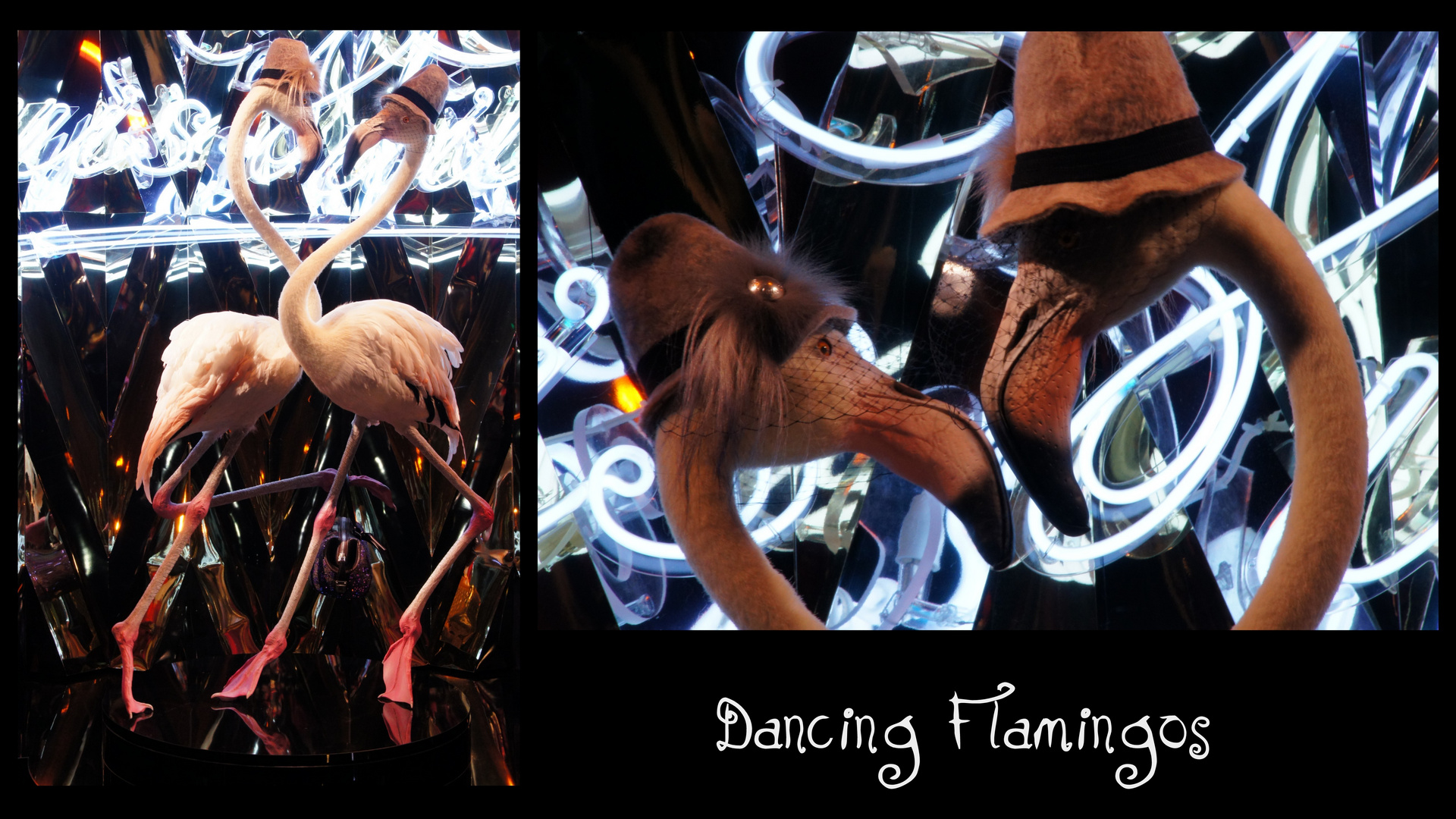 Dancing Flamingos