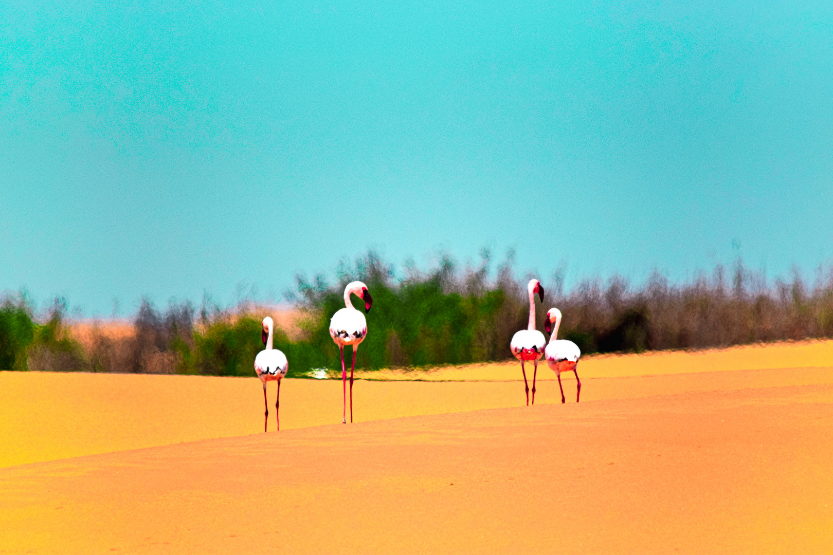 Dancing Flamingos