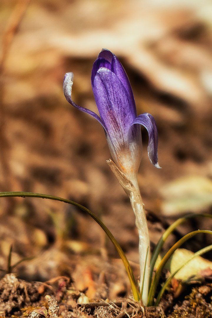 Dancing Flower