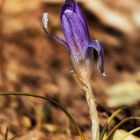 Dancing Flower