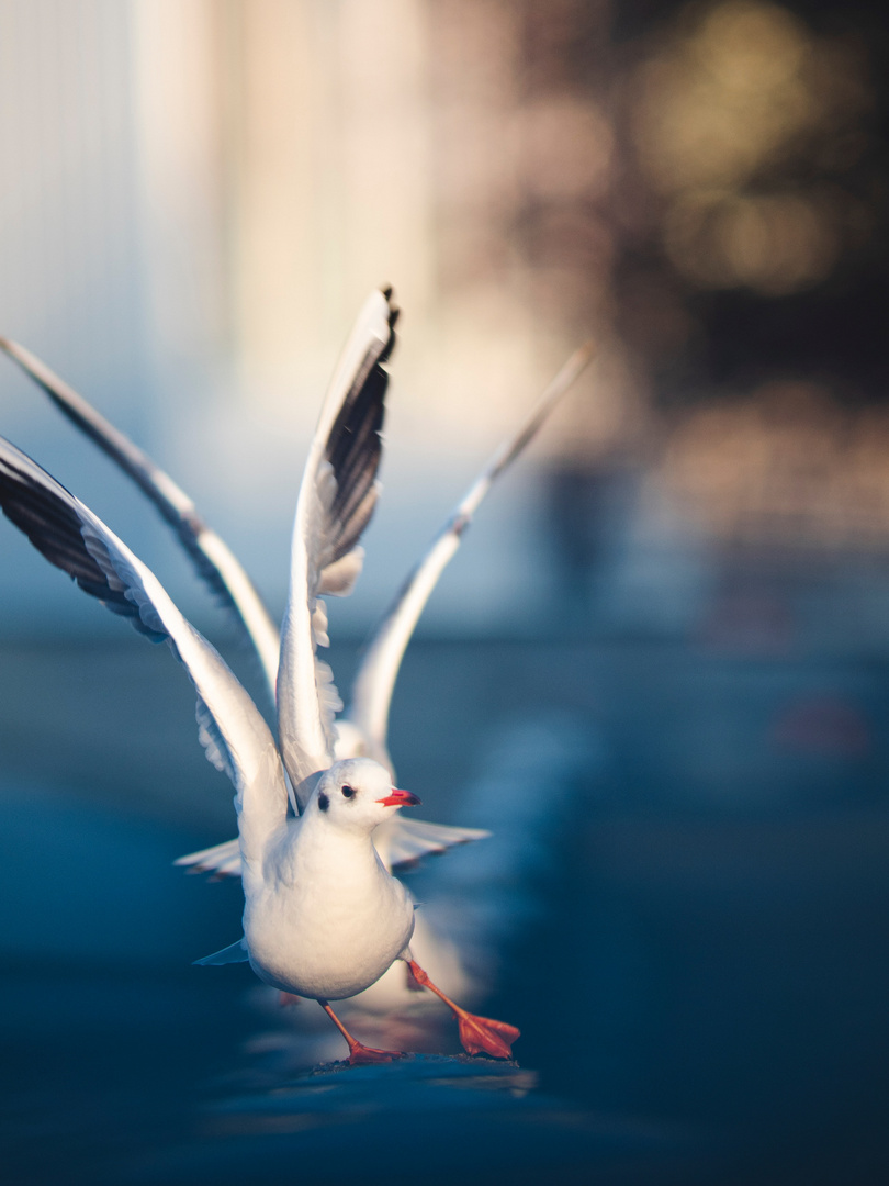 dancing gulls