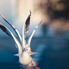 dancing gulls