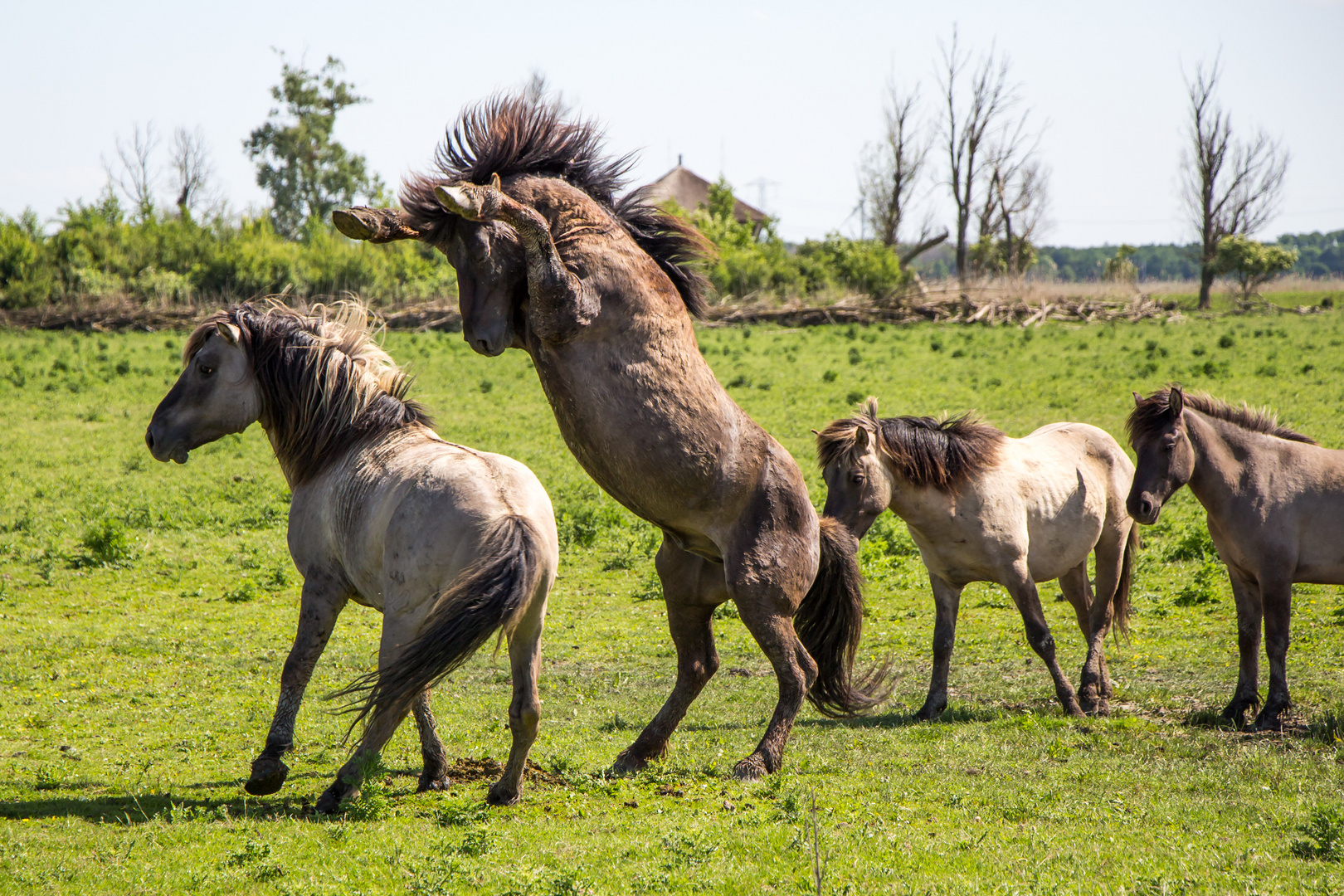 Dancing-Horse