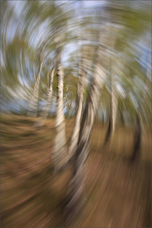 Dancing in the birch grove