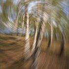 Dancing in the birch grove