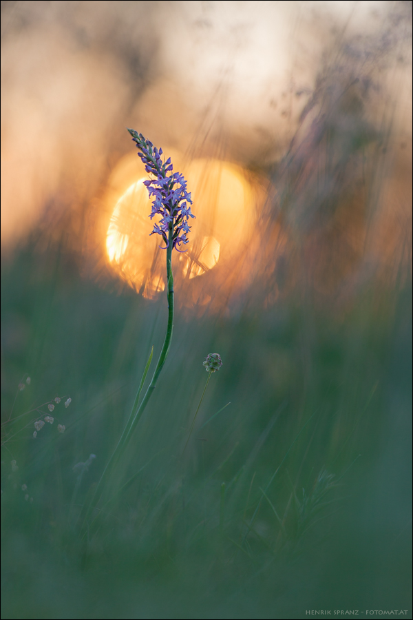 ~ Dancing in the Morning ~