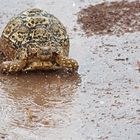 Dancing in the Rain