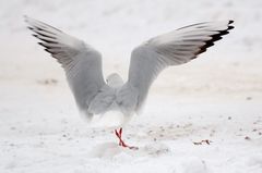 Dancing in the snow.