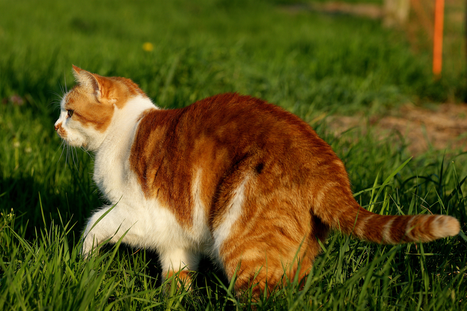 Dancing in the Sun