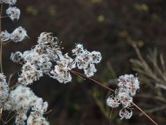 Dancing in the wind.