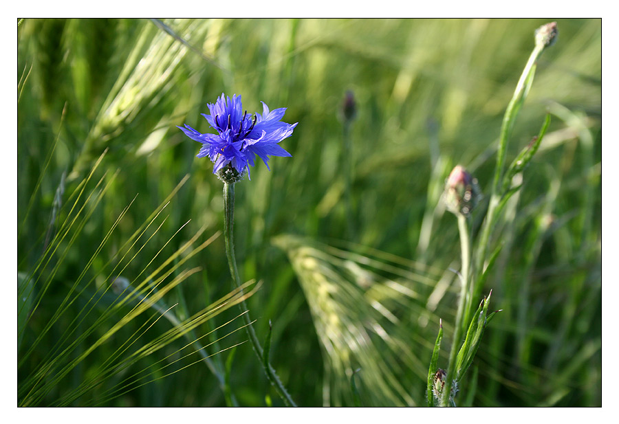 dancing in the wind...