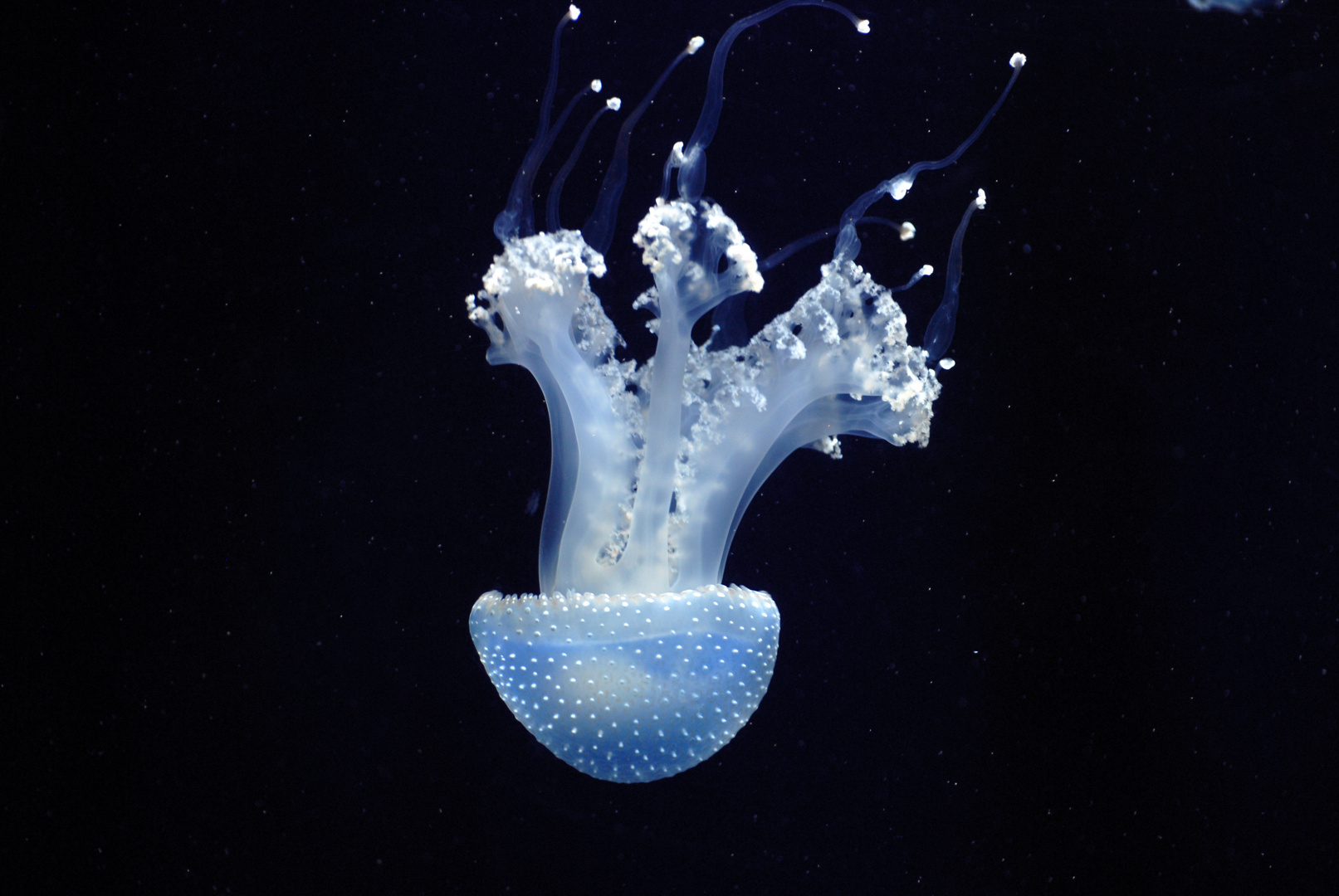 dancing jelly fish