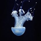 dancing jelly fish