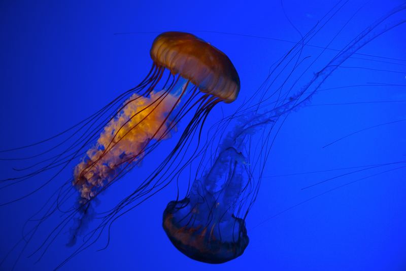 Dancing Jellyfish