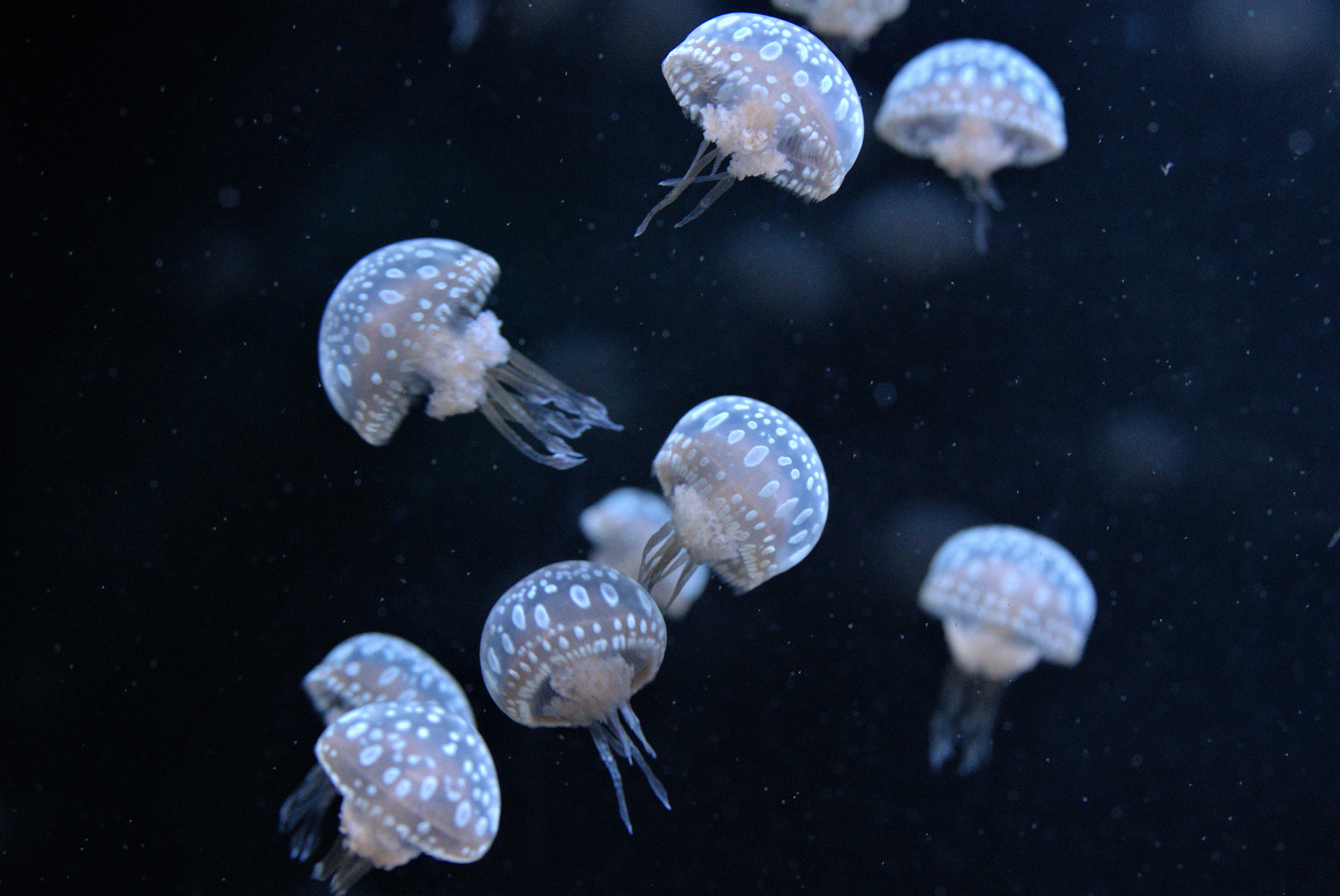 Dancing Jellyfish