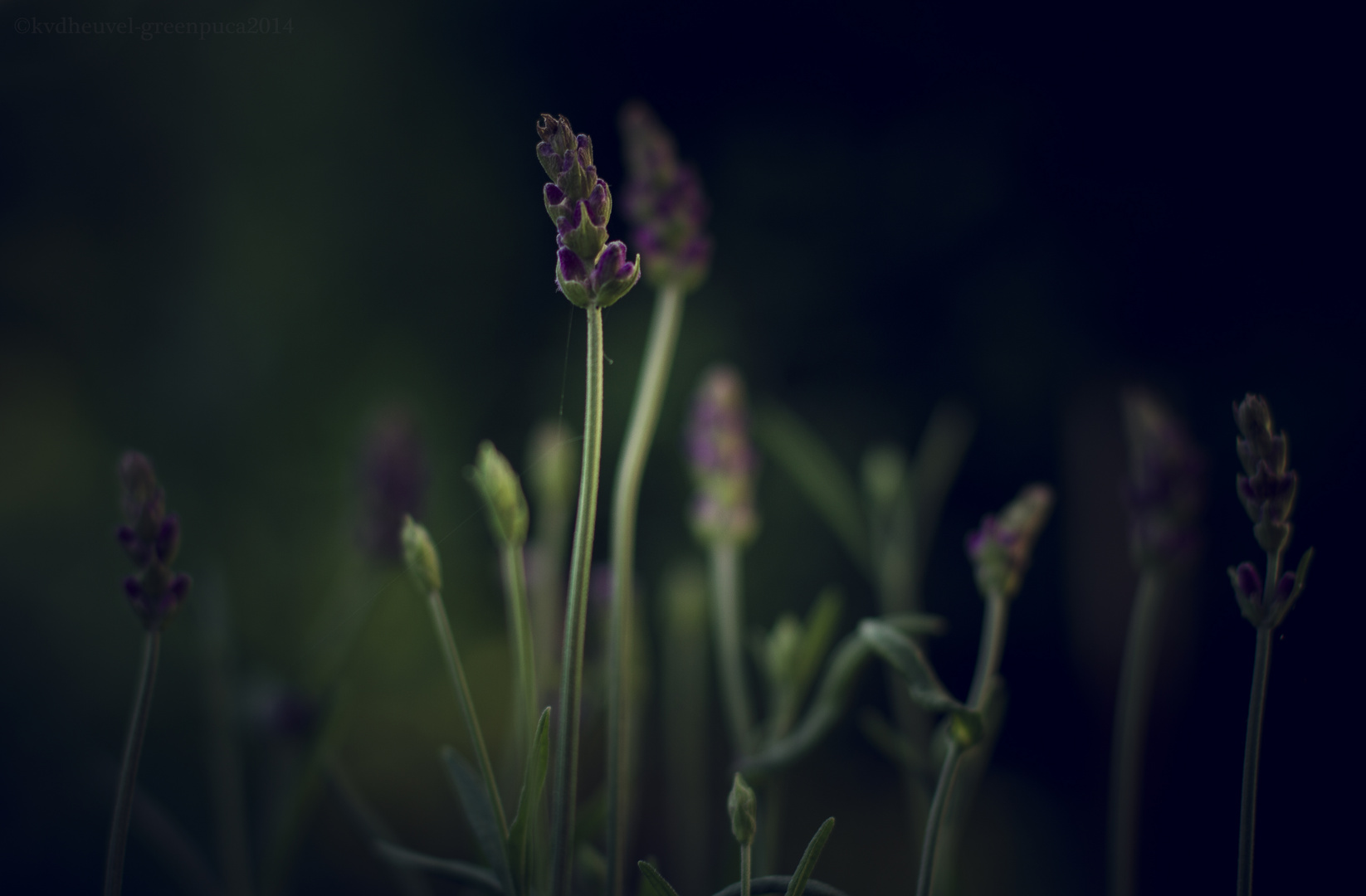 ~dancing lavender~