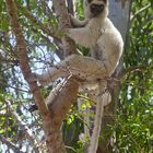 Dancing Lemur