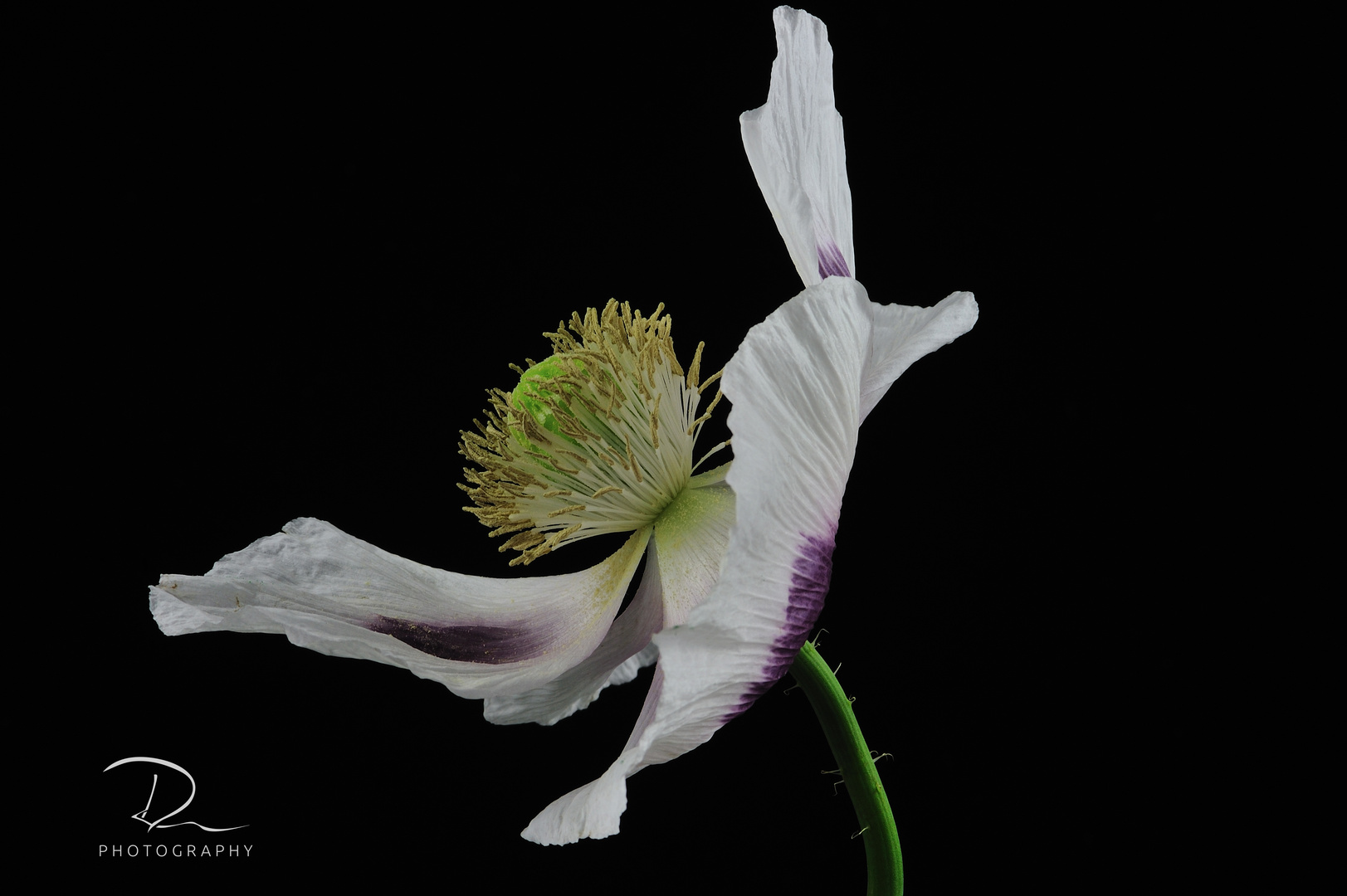 Dancing Mohn