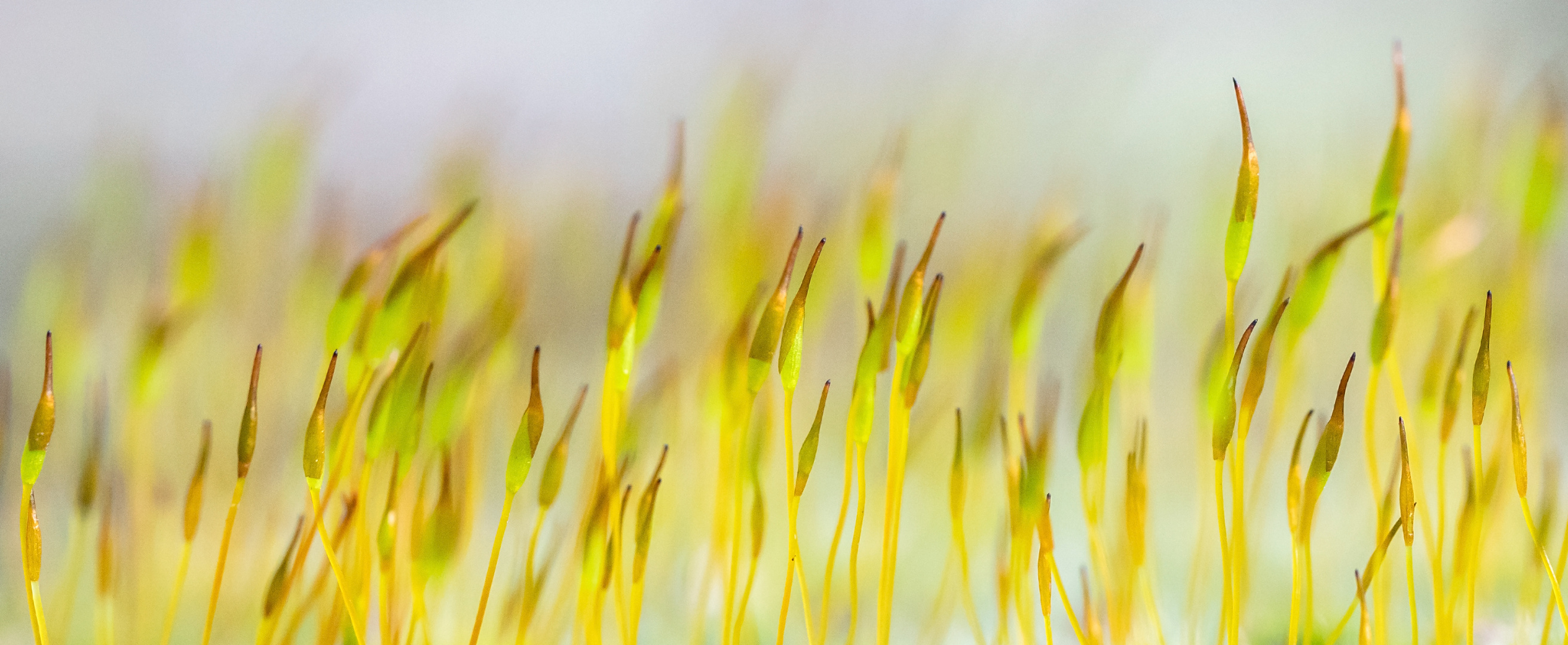 dANCING mOSS pANORAMA