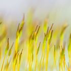 dANCING mOSS pANORAMA