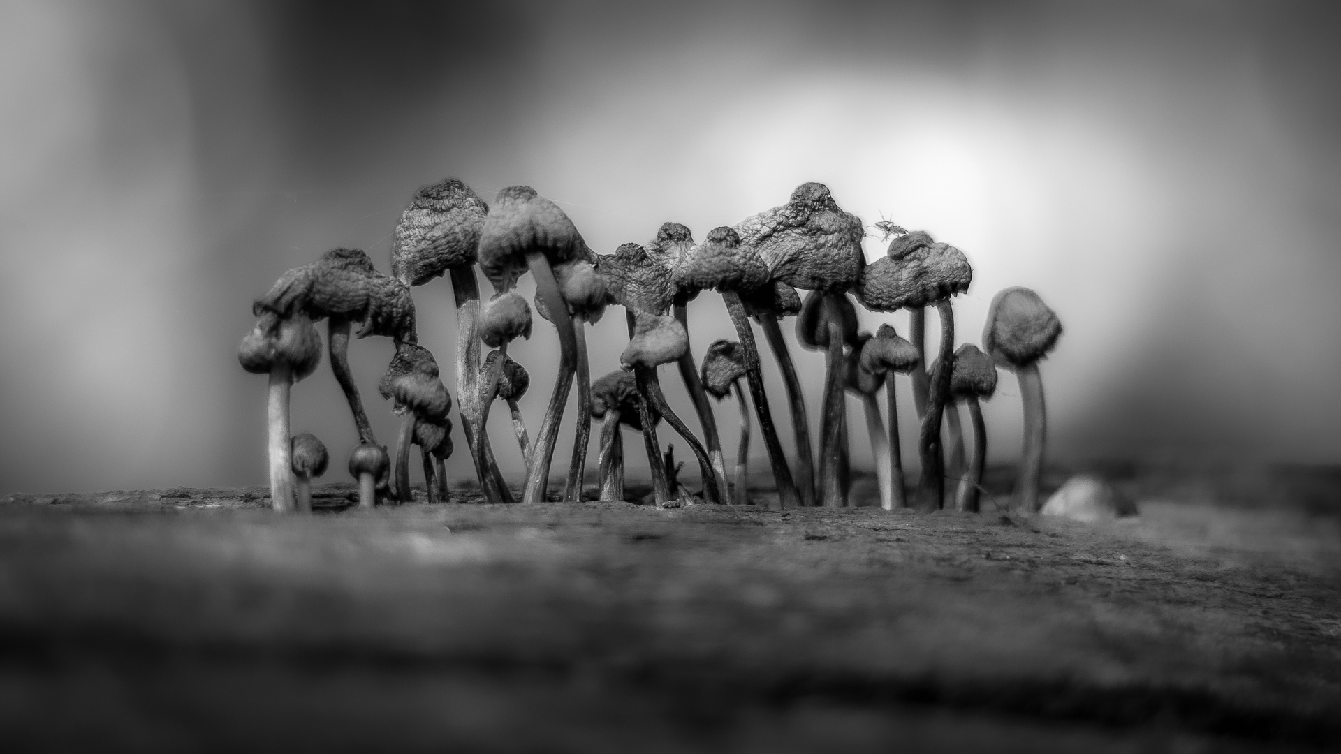 Dancing Mushrooms