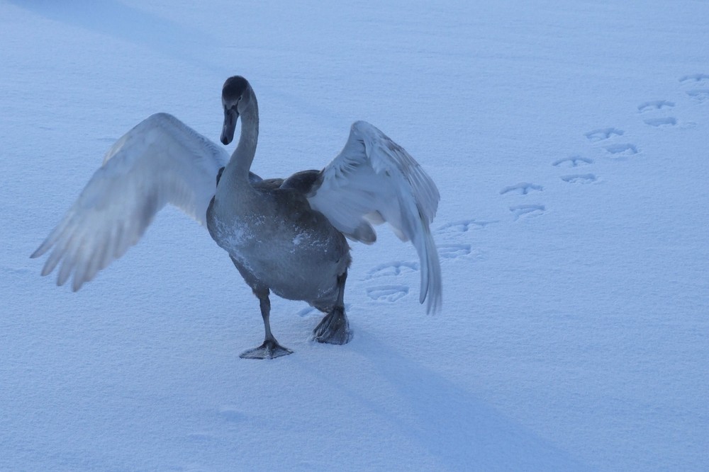 Dancing on Ice