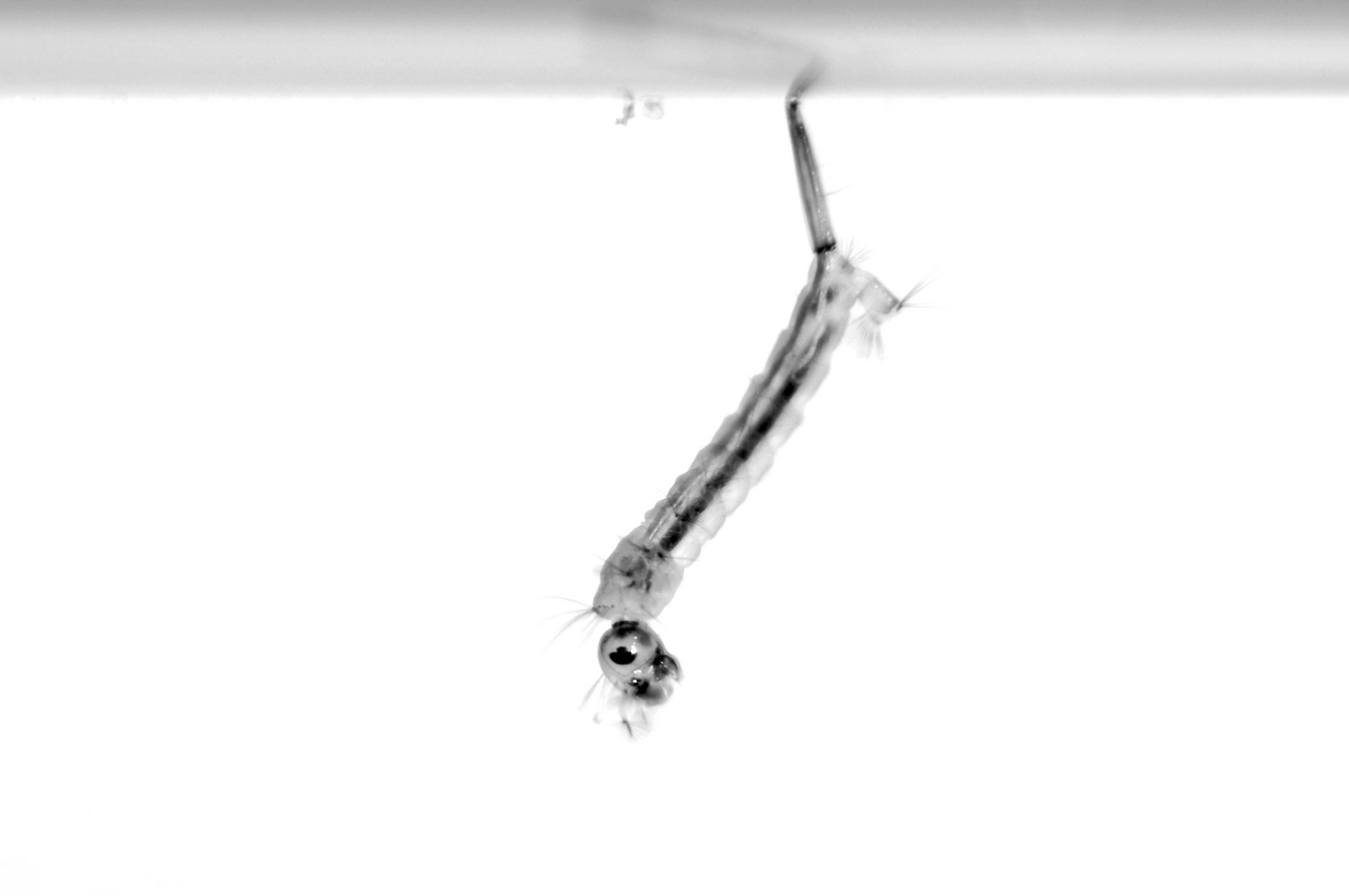 Dancing On The Ceiling Foto Bild Tiere Wildlife