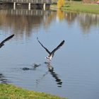 Dancing on the water