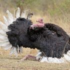 Dancing Ostrich