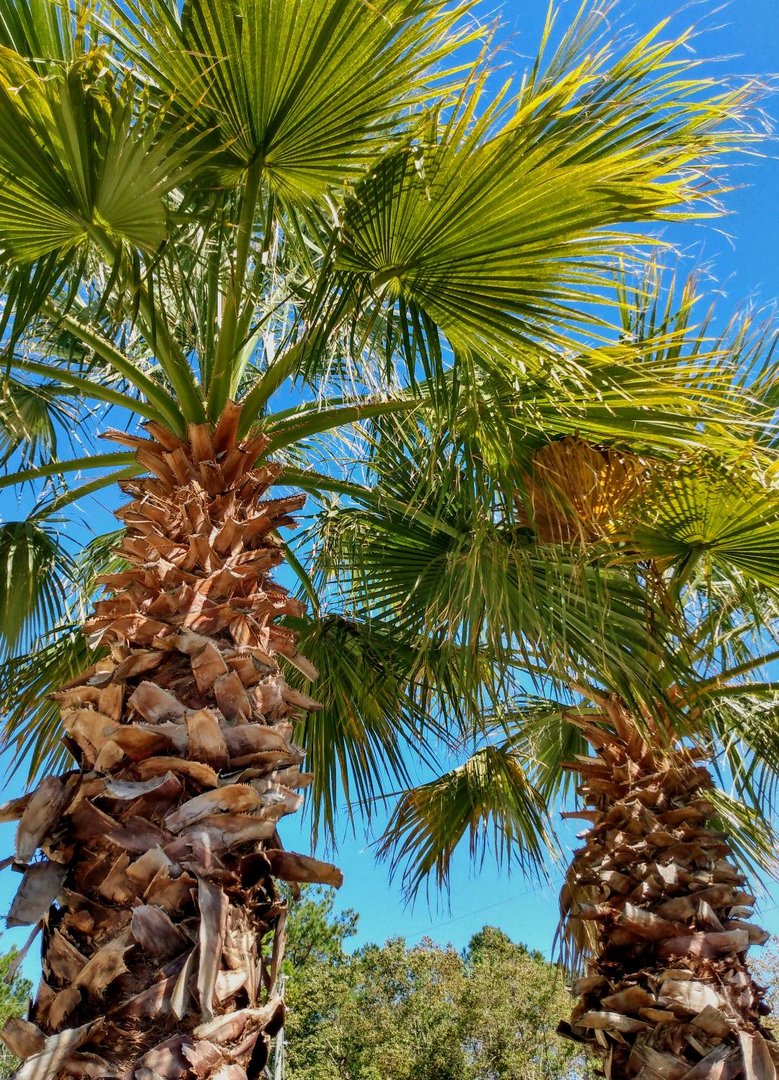 Dancing Palms