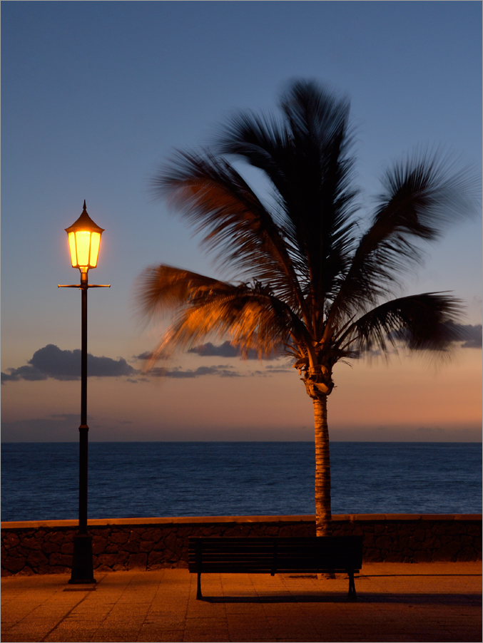 dancing palmtree